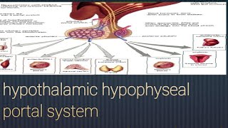 Hypothalamichypophyseal portal system and Hypothalamichypophyseal tract easy explanation [upl. by Emyaj]