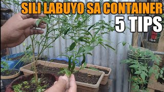 5 Tips Para maparami ang Bunga ng Sili Labuyo sa Container  Air Pruning [upl. by Tehcac301]