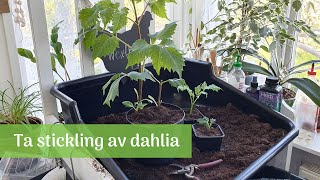 Fler dahlia med sticklingar [upl. by Yedarb764]