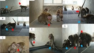 Monkeys suffer from depression too Primates shun eating and grooming to sit hunched [upl. by Ahsiral]