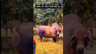 Vishal baragaon cow cow cowparade funnyanimals animalfair funnycreatures [upl. by Ragen]