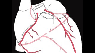 Coronary circulation of the heart [upl. by Russel791]