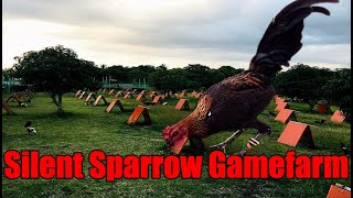 Lets Visit The Farm Of Silent Sparrow Gamefarm [upl. by Xavler]