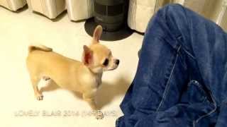 5 months old Chihuahua 11 tricks [upl. by Bodnar]