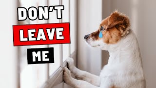 Never Do This When You Leave Your Dog Alone [upl. by Ramedlab]