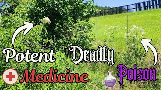 Poison Water Hemlock vs Elderberry SidebySide Detailed Comparison [upl. by Albur]