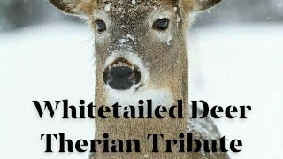 Whitetailed Deer Therian Tribute [upl. by Einahpts323]