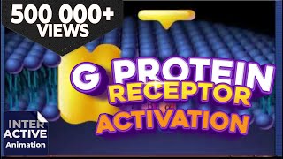 GProtein Receptor Activation Video [upl. by Mcclenaghan370]