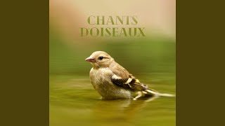 Musicothérapie doiseaux [upl. by Arlynne]