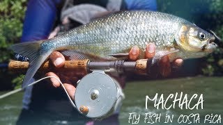 Machaca on the Fly  Fly Fish in Costa Rica [upl. by Waly511]