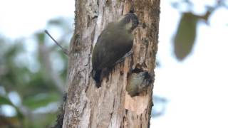 Olivaceous Piculet Picumnus olivaceus [upl. by Ayrad]