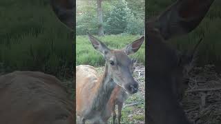 3 faons pour 1 biche 😮😍😍😍😍 wildlife animauxfaon biche [upl. by Alduino]