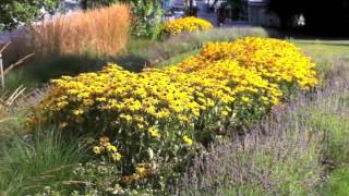 Rudbeckia fulgida sullivantii Goldsturm  Black Eyed Susan [upl. by Esiled]