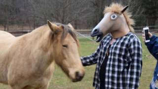 How horses react to a kid in a horse mask [upl. by Yssac]