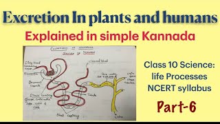 Excretion in plants and animals part6Explained in simple Kannada  class10  life processes NCERT [upl. by Igal919]