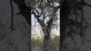 Leopard amp Warthog Plummet from Tree [upl. by Peltz]