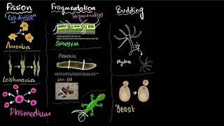 Fission fragmentation regeneration budding spores  Reproduction  Class 10 Bio  Khan Academy [upl. by Nnayrrehs]