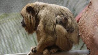 Howler Monkey Baby [upl. by Aennyl143]