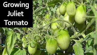 Tomato Plant Profile  Growing Juliet Roma Grape Tomatoes [upl. by Nylzaj]