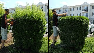 Hedge Trimming OVERGROWN Shrubs [upl. by Mathia]