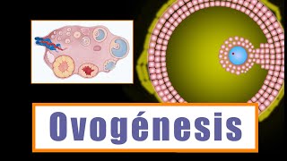 Fecundación Implantación y Desarrollo del Embrión  Obstetricia  Clase 12 [upl. by Bentlee]