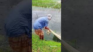 Village fishing in rain 🌧️🐟 shortvideo viralvideo foryou bangla fishing rain [upl. by Fairman]