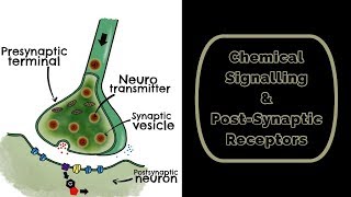 Chemical Signalling amp Post Synaptic Receptors [upl. by Fatima]