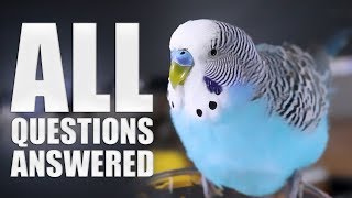 Everything You Need to know About Budgie Parakeet Care Compilation [upl. by Acinod]