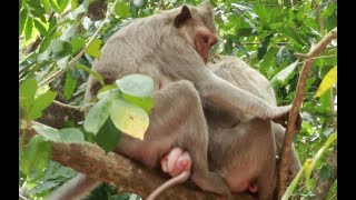 Nanda and Julina Monkey Up And Down From The TreeFeb212022 UShare Mk53 [upl. by Nashoma]