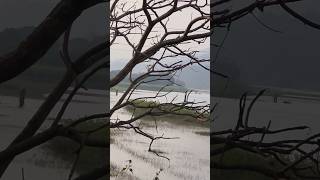 Panshet 🌊panshet panshetcamping pune maharashtra camping panshetdam lakesidecamping nature [upl. by Wickham]