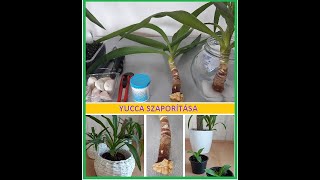 Yucca szaporítása [upl. by Kessia620]