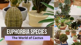 Euphorbia Species  euphorbia cactus types  Euphorobia Varieties and their Names [upl. by Frederico]