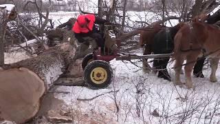 Draft Horse Logging for Local Lumber [upl. by Elatsyrk]