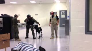 Giant Schnauzer Drilling for Riot Control Prison Work [upl. by Shenan110]