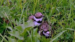 Newborn killdeer babies take their first adorably clumsy steps from the nest [upl. by Artsa]