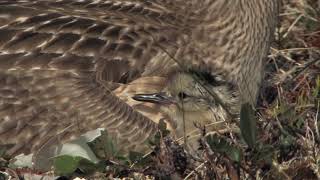 WHIMBRELS ON THE TUNDRA [upl. by Mmada]