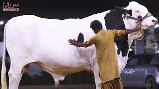 Surti Cattle Farm 2021 Full Collection  AR Maani [upl. by Herrle371]