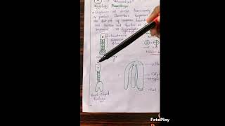 Embryogenesis in plants2 botany partmalayalam explanations [upl. by Alol251]