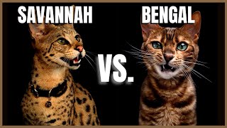 Savannah Cat VS Bengal Cat [upl. by Ateuqahs]