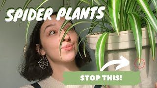 SPIDER PLANT CARE  PROPAGATION  why the tips of your spider plant are turning brown [upl. by Aidnic518]