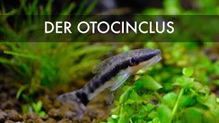 Ohrgitterharnischwels  Otocinclus pleco [upl. by Lemmor]