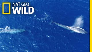 Flirting Blue Whales Caught on Camera  Nat Geo Wild [upl. by Burn]