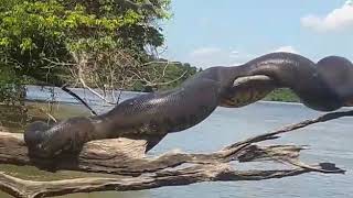 Anaconda gigante tomando sol em rio na Amazonia [upl. by Ocer]