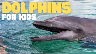 Dolphins for Kids  Learn all about this super smart animal [upl. by Marthena]