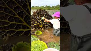 Beautiful Natural Gorgon Harvesting amp Rural Life  Prickly Water Lily Seeds shorts youtubeshorts [upl. by Ayotna]