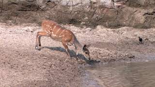 A Very Lucky Bushbuck  Escapes from Crocodile [upl. by Enrichetta]