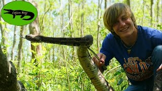 Timber Rattlesnakes Are They ACTUALLY The Most Dangerous Rattlesnake [upl. by Ennahteb689]