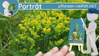 🖼️ Porträt 069  Zypressen Wolfsmilch Euphorbia cyparissias  WildpflanzenSteckbrief Giftig [upl. by Jemmie939]