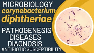 Corynebacterium diphtheriae pathogenesis  Corynebacterium diphtheriae microbiology  Diphtheria [upl. by Avery]