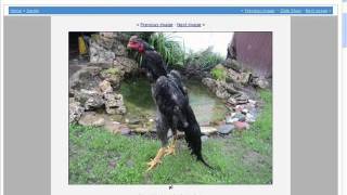 asil shamo poultry show original breed [upl. by Dorin974]